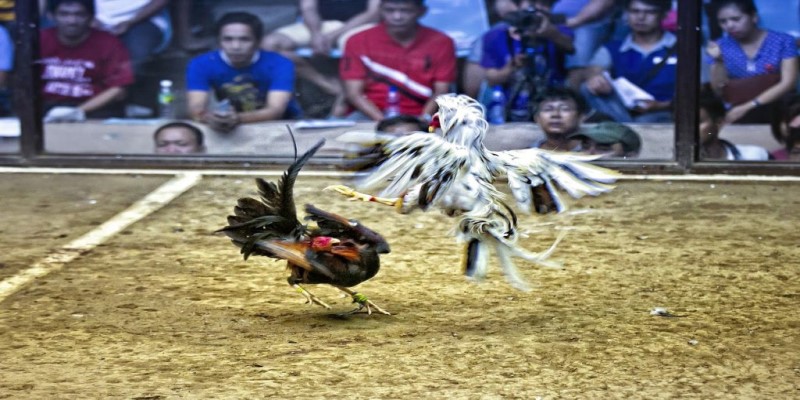 Đôi nét về đá gà trực tuyến cựa dao tại Jun88